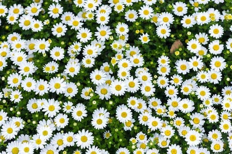 Tỏa sáng dịu dàng cúc họa mi rực rỡ