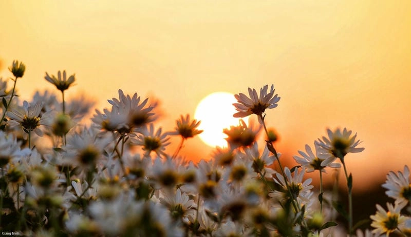Lấp lánh rạng ngời bình minh cúc họa mi