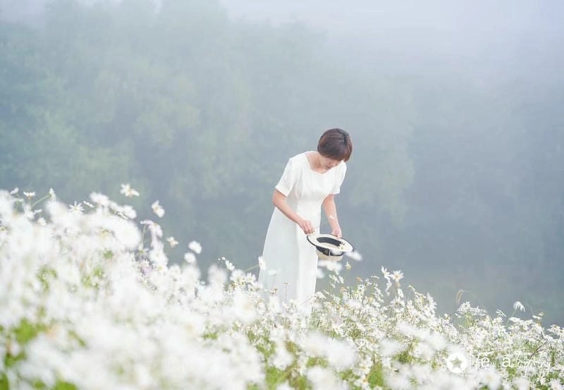 Mơ màng huyền ảo sương mù cúc họa mi