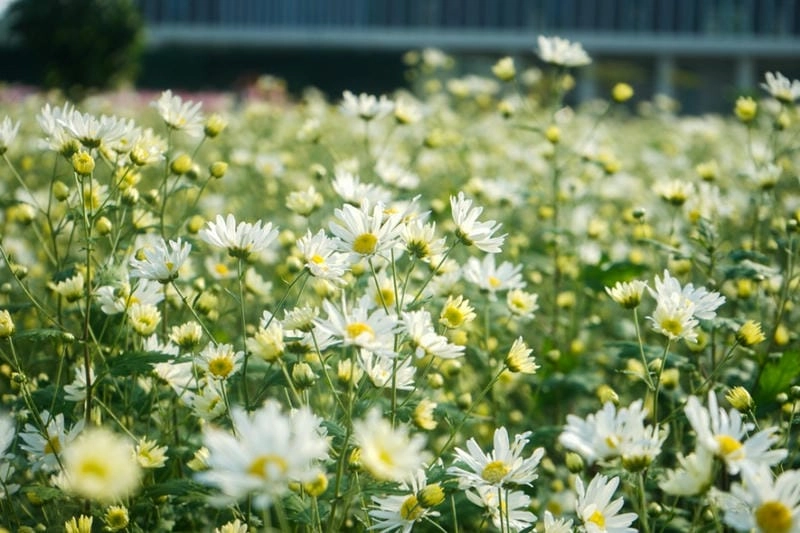 Dịu dàng cổ kính Hà Nội thơ mộng