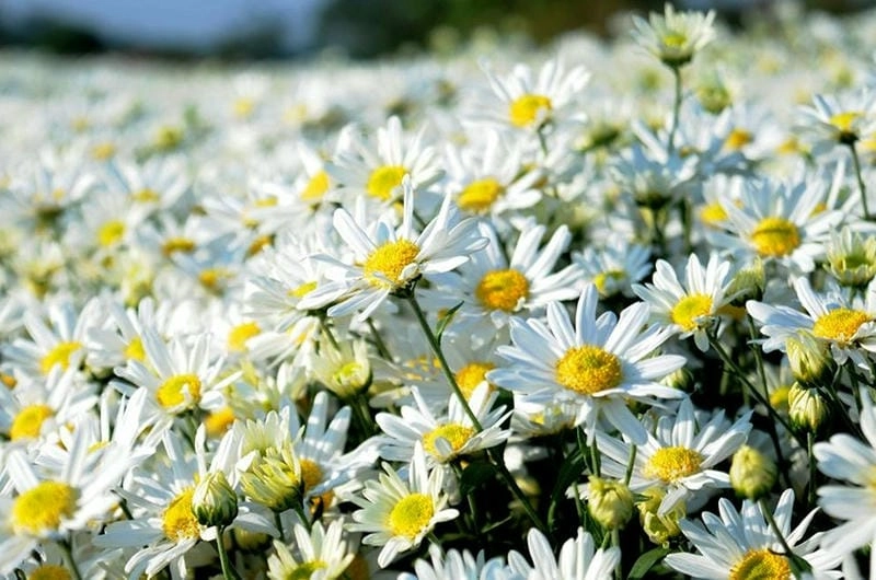 Mùa hoa cúc họa mi Lào Cai đẹp tinh khôi mộng mơ