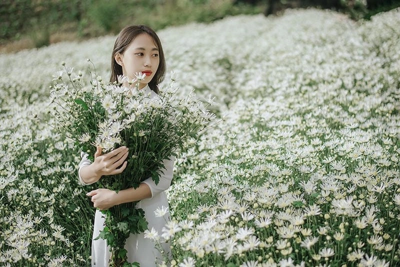 Khám phá địa điểm ngắm hoa cúc họa mi Lào Cai tuyệt đẹp