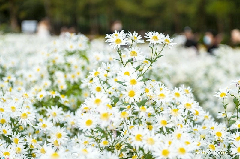 Mùa đông Lào Cai điểm xuyết hoa cúc họa mi trắng ngần