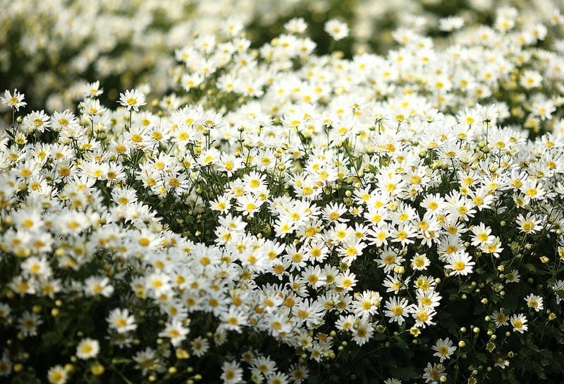 Cánh đồng cúc họa mi Lào Cai rực rỡ như tranh vẽ