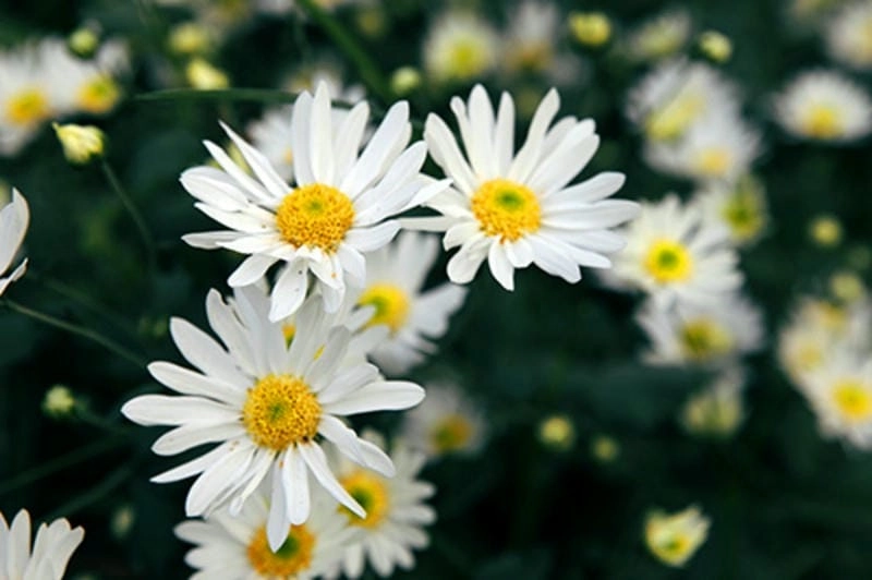 Sương mù cúc họa mi Lào Cai tạo khung cảnh huyền ảo