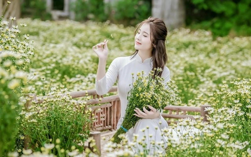 Hoa cúc họa mi nở rộ giữa mùa đông Lào Cai tuyệt sắc