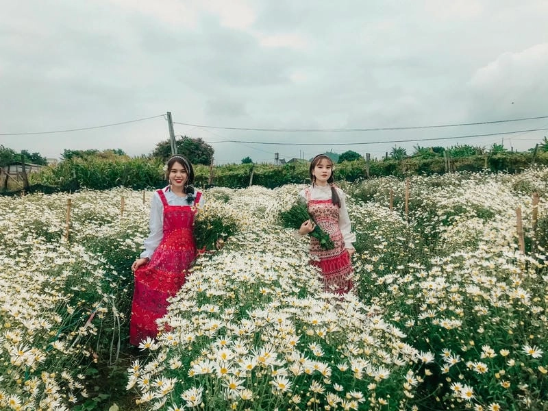 Bộ sưu tập ảnh cúc họa mi Mộc Châu đẹp ngất ngây lòng người