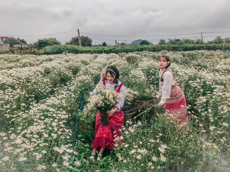 Thời gian lý tưởng để khám phá cúc hoạ mi nở rộ tại Mộc Châu