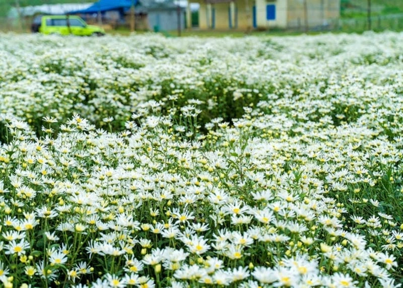 Khám phá các địa điểm ngắm cúc họa mi nổi tiếng ở Mộc Châu