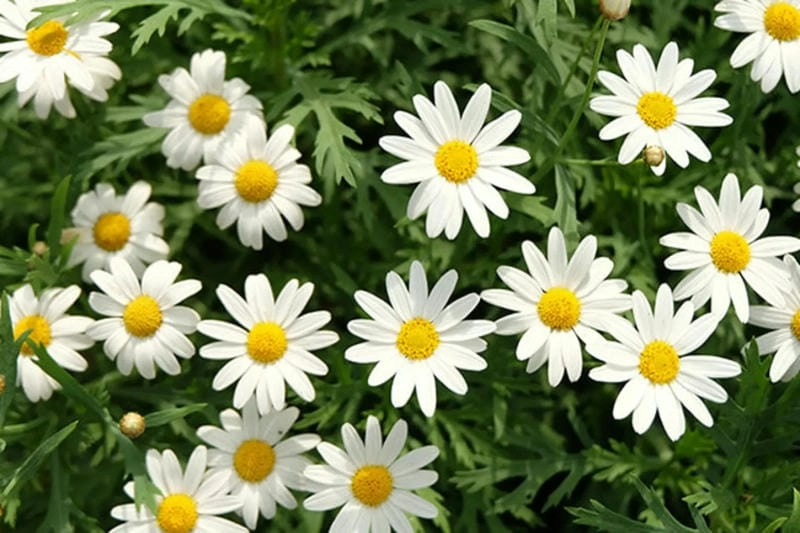 Cánh đồng cúc họa mi trắng muốt trải dài hút tầm mắt