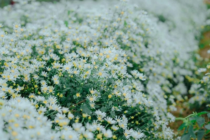 Mùa đông Mộc Châu mộng mơ với sắc cúc họa mi tinh khôi