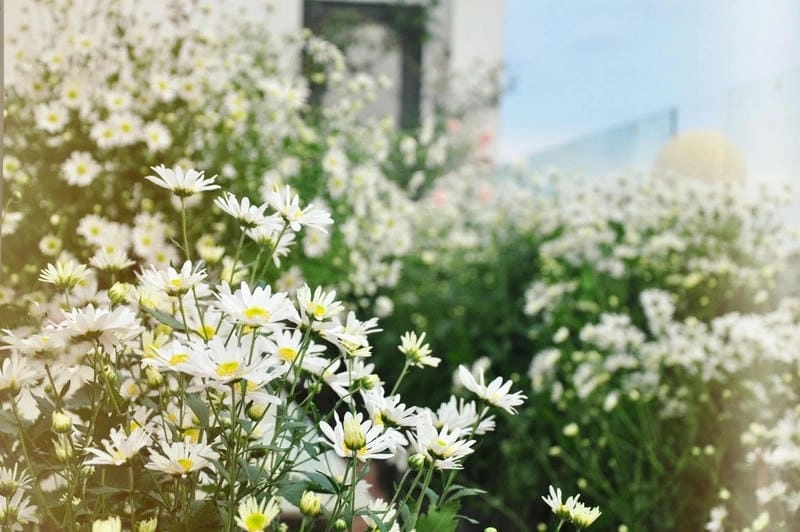 Sương mù nhẹ nhàng bao phủ cánh đồng cúc họa mi thơ mộng