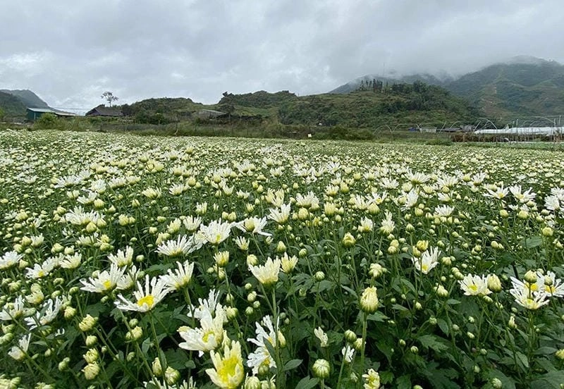 Lung linh rực rỡ với ảnh cúc họa mi Sapa