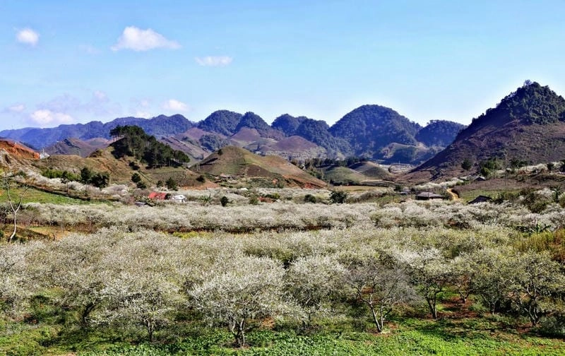 Check in ngay các địa điểm ngắm hoa cúc họa mi đẹp nhất