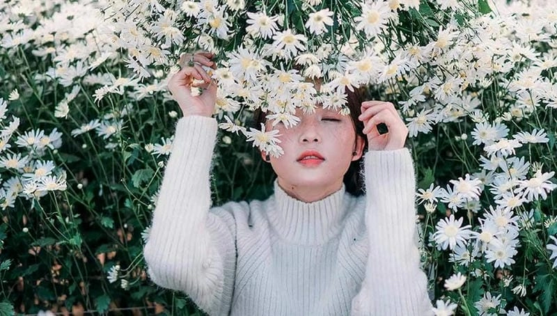 Ảnh cúc họa mi Tuyên Quang tinh khôi dịu dàng