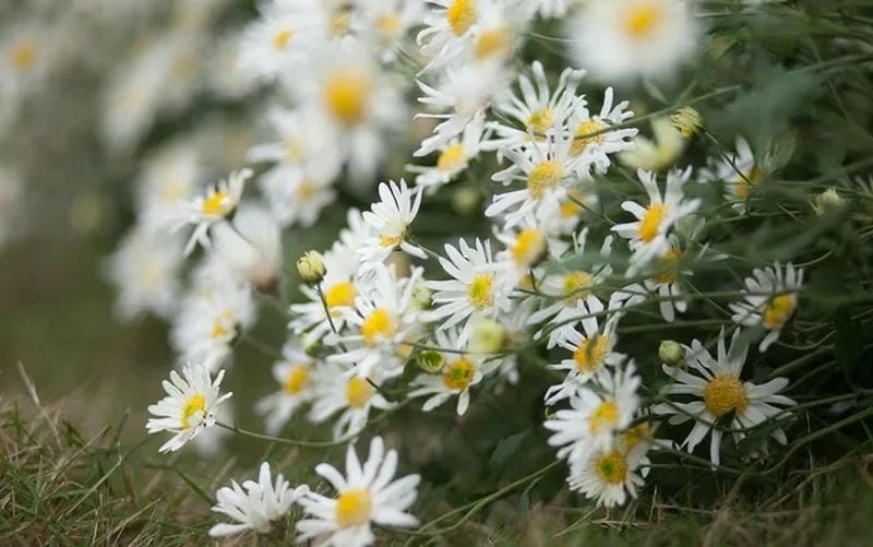 Mùa đông Tuyên Quang có cúc họa mi trắng tinh