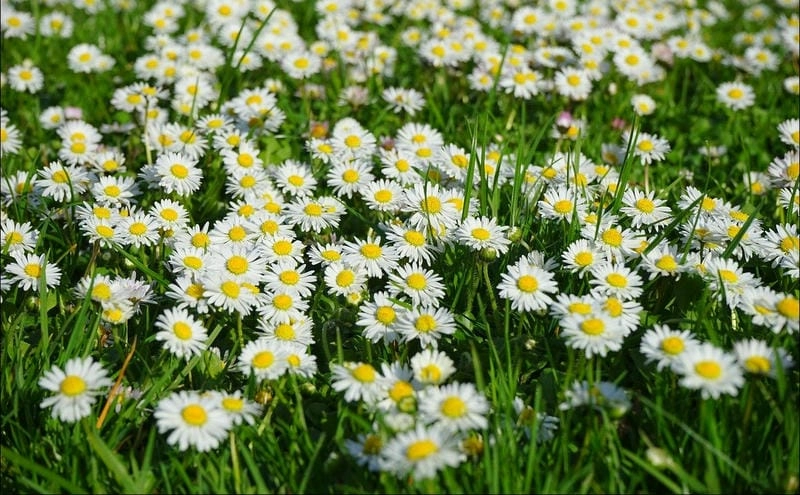 Hoa cúc họa mi nở rộ Tuyên Quang đẹp mê say