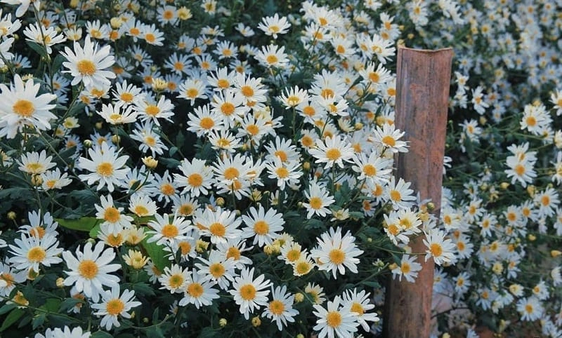 Ảnh hoa cúc họa mi Yên Bái đẹp như tranh vẽ