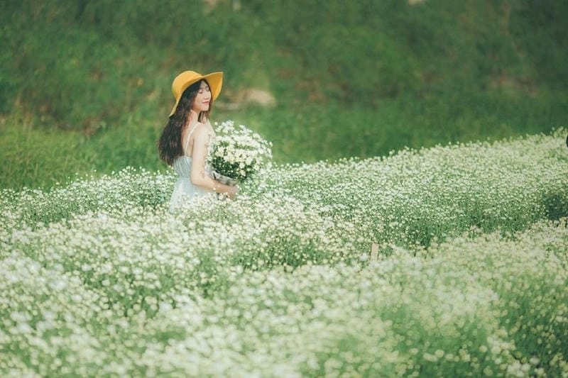 Cúc họa mi rực rỡ tô điểm cho đất Yên Bái