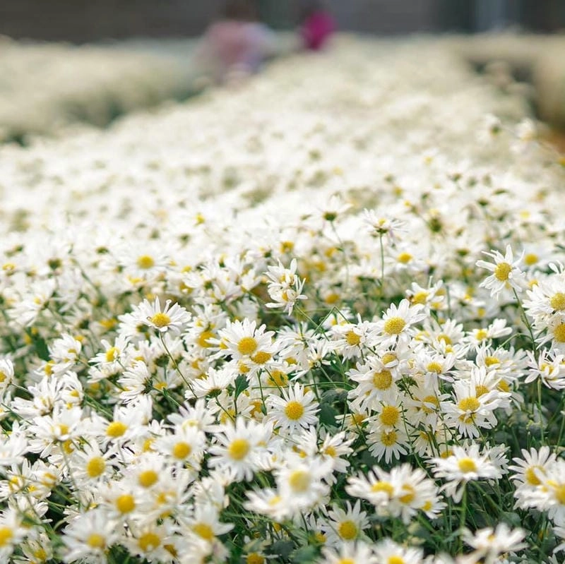 Địa điểm ngắm cúc họa mi Yên Bái đẹp nổi tiếng