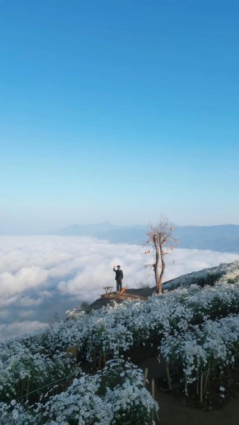 Yên Bái mùa hoa cúc họa mi thu hút nhiều du khách