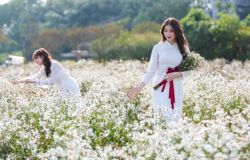 Cánh đồng cúc họa mi Yên Bái trắng muốt trải dài