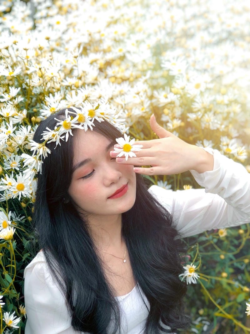 Bình minh với hoa cúc họa mi Yên Bái tuyệt đẹp