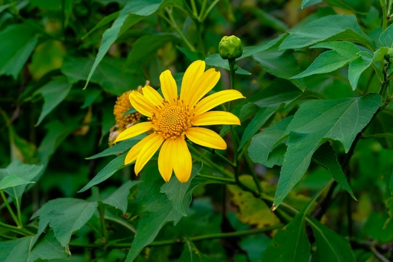 Rực rỡ trong nắng sớm ảnh dã quỳ Bảo Lộc