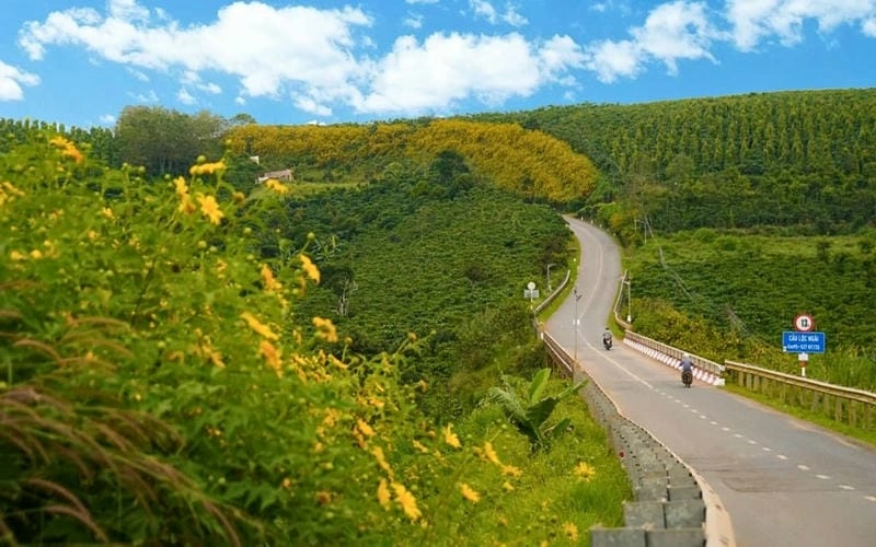 Ngập tràn sắc nắng đường mòn dã quỳ