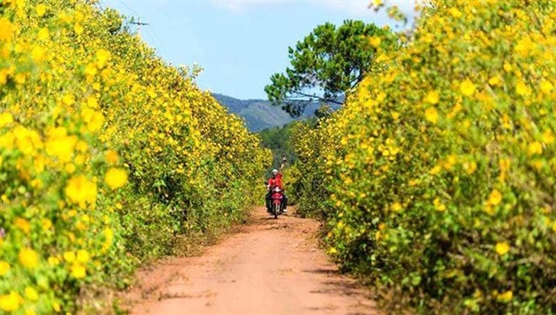 Lãng đãng gió trời mùa thu Bảo Lộc