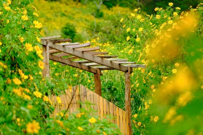 Nắng nhẹ trải vàng bình minh dã quỳ