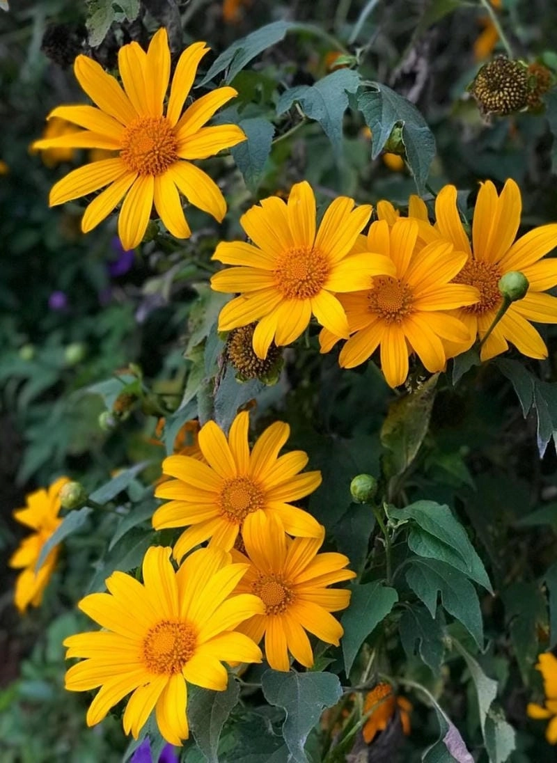 Chạng vạng lãng mạn hoàng hôn Bảo Lộc