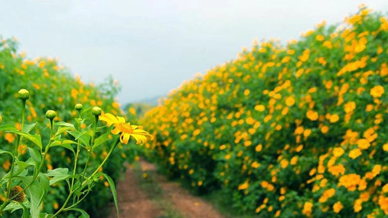 Ẩn hiện mơ màng sương mù dã quỳ