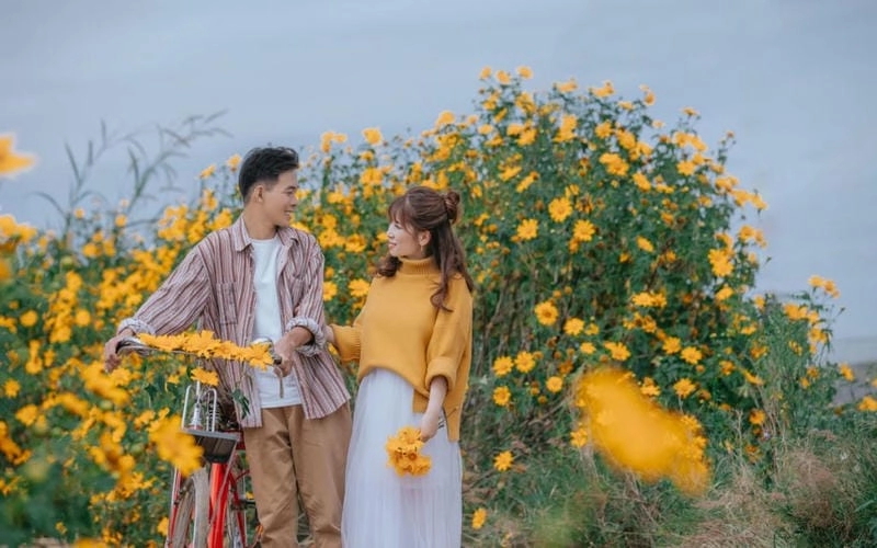 Sắc vàng rực rỡ hoa dã quỳ nở rộ