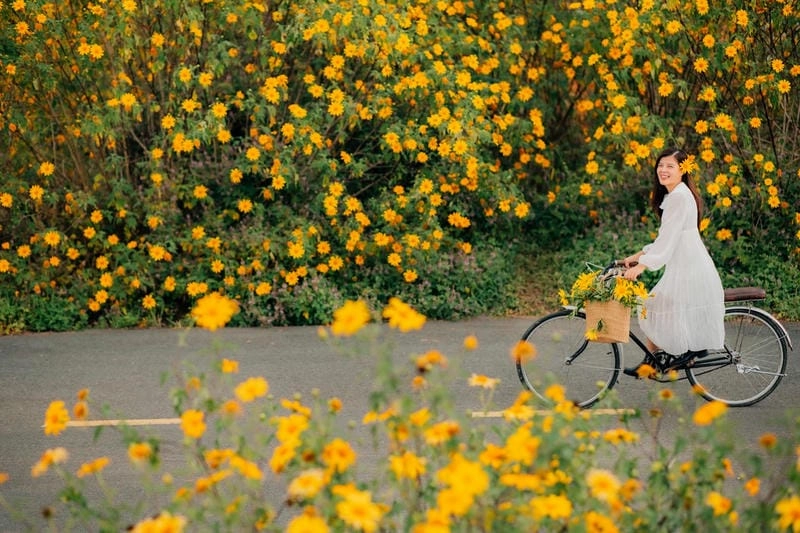 Ảnh dã quỳ vàng rực giữa núi rừng