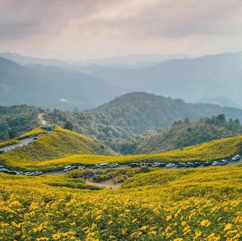 Sương mù dã quỳ giăng khắp cao nguyên