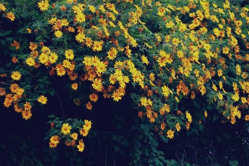 Hoa dã quỳ nở rộ trong nắng thu