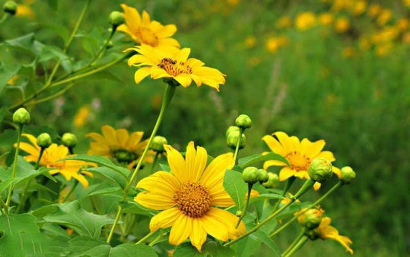 Khám phá các địa điểm ngắm hoa dã quỳ nổi bật gần Đà Nẵng