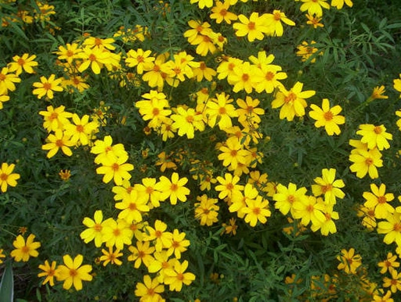 Mùa thu Đà Nẵng hòa quyện cùng sắc vàng hoa dã quỳ thơ mộng