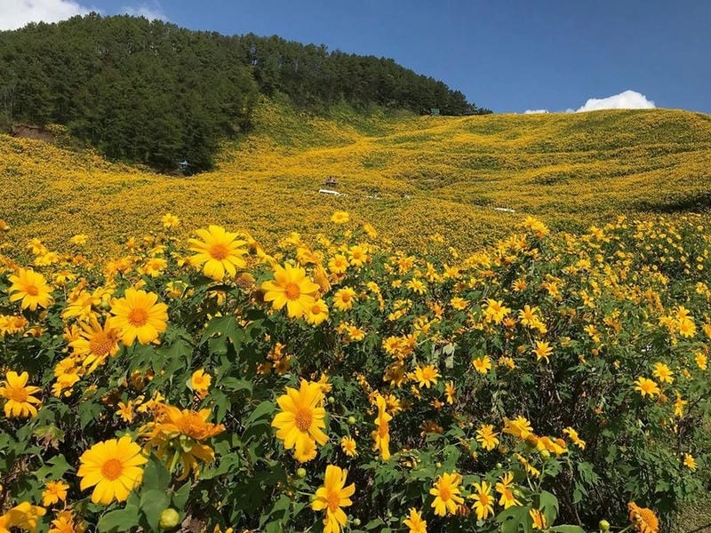Đồi hoa dã quỳ trải dài tạo nên cảnh sắc rực rỡ đầy mê hoặc