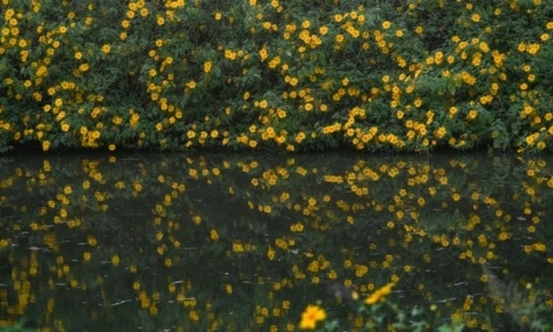 Đà Nẵng thơ mộng với mùa hoa dã quỳ làm say lòng người