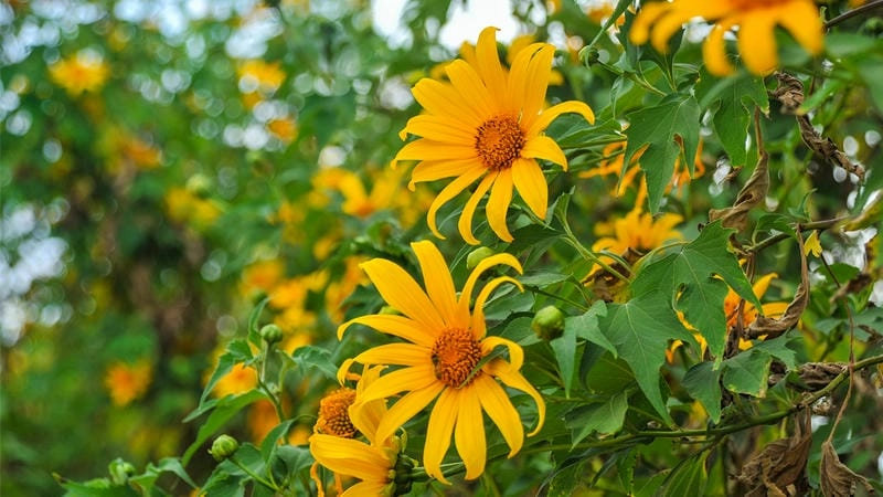 Mùa hoa dã quỳ Gia Lai rực rỡ quyến rũ lòng người