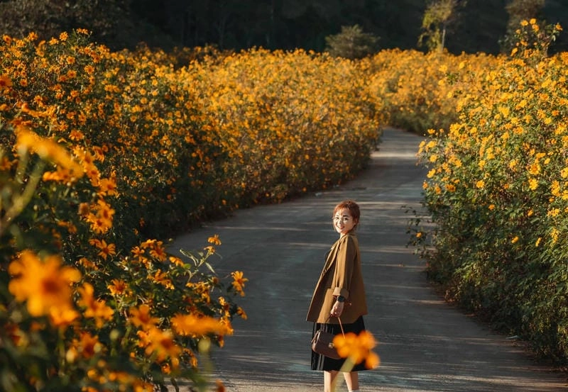 Hoàng hôn Gia Lai nhuộm vàng mùa hoa dã quỳ