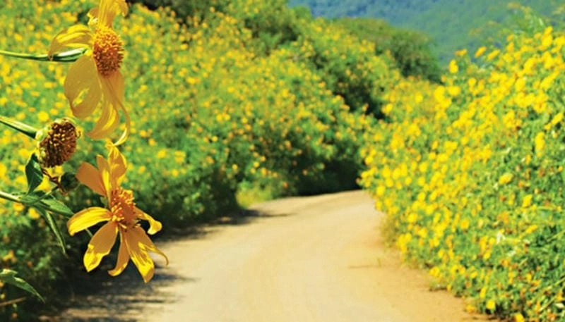 Đường mòn dã quỳ Kon Tum dẫn lối vào khung cảnh tuyệt vời