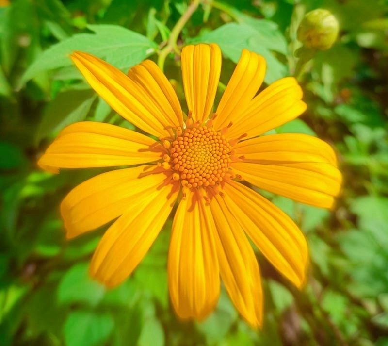 Khám phá lý do hoa dã quỳ Kon Tum thu hút du khách