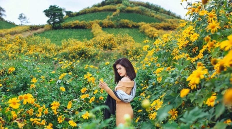 Các điểm ngắm hoa dã quỳ Kon Tum không thể bỏ qua