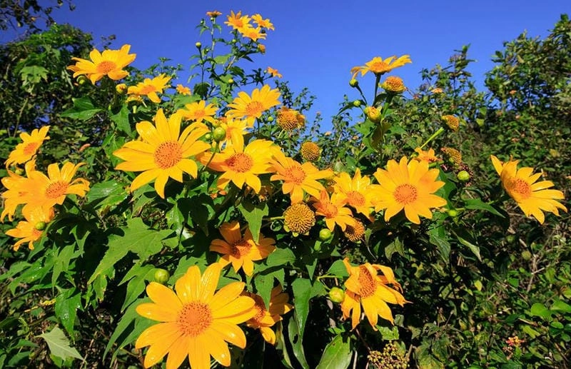 Hoàng hôn Kon Tum nhuộm sắc vàng hoa dã quỳ rực rỡ