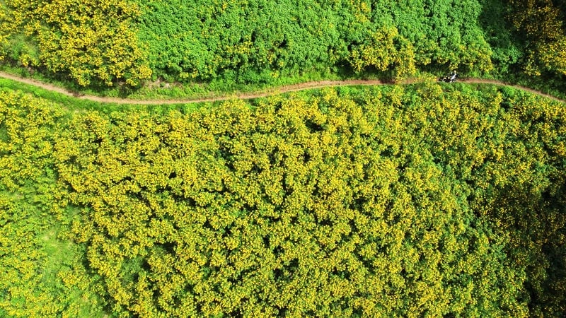 Theo lối nhỏ qua đường mòn dã quỳ đầy hoa