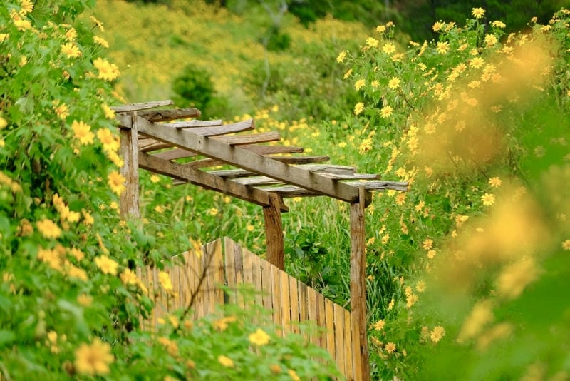 Chạm vào không khí mùa thu Lâm Đồng se lạnh dễ thương