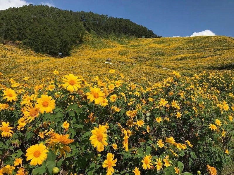 Check in các địa điểm ngắm hoa dã quỳ gần Đà Lạt cực chill